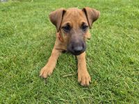 Jagdterrier/ Heideterrier