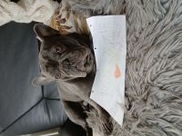 Männliche Franz. Bulldogge