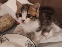 Kätzchen Britisch Kurzhaar BKH Gr.Eu. Champion Kater Katze Whiskas