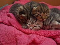 Bkh Katzen mix Kater reinrassig Katze bkh mix