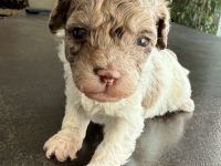 Bezaubernde Welpen aus Bolonka zwetna - Toypudel