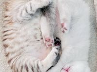 Reinrassige BKH Katzen, Kitten, Abgabe ab 18.06.