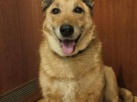 Liebevoller und Loyaler Hund sucht sein Zuhause