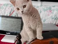 BKH Kitten-Blau ,Lilac Abgabebereit