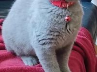 BKH Kitten-Blau ,Lilac Abgabebereit
