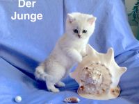 BKH Chinchilla 2 Katzenbabys mit Stammbaum.