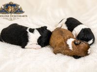 Exklusive Shih Tzu Welpen aus Championlinie von den Regenufer Sweetheart’s