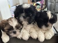 Exklusive Shih Tzu Welpen aus Championlinie von den Regenufer Sweetheart’s