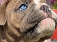 Exklusiver OEB Welpe Old English Bulldog Bulldogge mit Ahnentafel