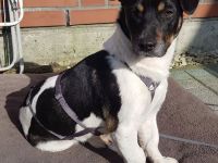 Watson, 1 Jahr alt, verspielt, sozial...zum Verlieben