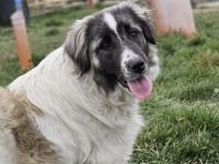 Zuhause gesucht für Otilie