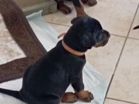 Dobermannwelpe Hündin  geb. 19.04.2026