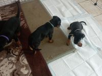 Dobermannwelpen geb. 19.04.2026