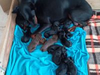 Dobermannwelpen geb. 19.04.2026