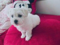 Reinrassige malteser mädchen welpe