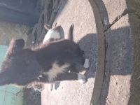 Bordacolli Mix Welpe