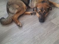 Schäferhund/ Mischling