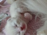 Ragdoll Kitten