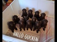 Zuckersüße Großpudel Welpen, in seltene Farben Schokobraun.