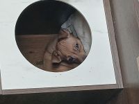 Zwergpinscher Weibchen welpe