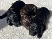 Zauberhafter Deckrüde Schockobraun