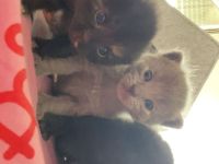 Wunderschöne BKH Kitten