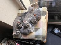 Bengalkitten mit Stammbaum und großen Rosetten
