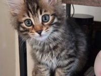 Bengalkitten suchen ein Zuhause