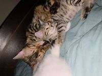 Bengalkitten suchen ein Zuhause