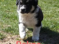 Süße Mischlingswelpen suchen ein liebevolles Zuhause