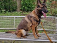 Malinois Hündin in Liebevolle Hände abzugeben.