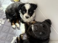 Toy Australian Shepherds mit Papieren