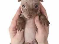 American Hairless Terrier Welpen