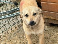 Poppy sucht ihr Für-immer-Zuhause