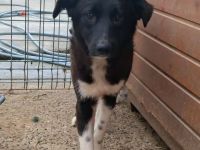 Pixie sucht ihr Für-immer-Zuhause