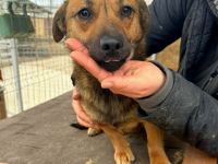 Paige sucht ihr Für-immer-Zuhause