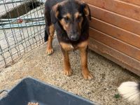 Peach sucht ihr Für-immer-Zuhause