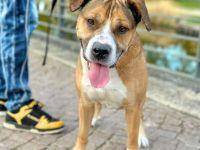 Caly in 16515 Oranienburg sucht sein Für-immer-Zuhause