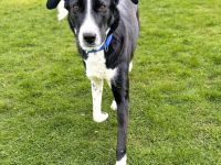 Taco in 59229 Ahlen sucht sein Für-immer-Zuhause