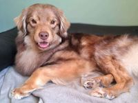 Barney in 09217 Burgstädt sucht sein Für-immer-Zuhause