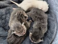 BKH-Heilige Birma Katzenbabys Kitten