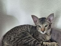 Okh kitten orientalisch kutzhaar