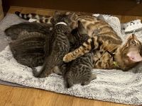 Reinrassige Bengalkatzen