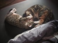 Zwei Katzen suchen ein Zuhause!