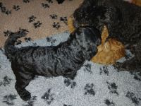 Niedliche Zwergpudelmädchen