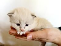 Neva Masquarade Kitten ❤️