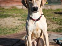 Bowie - aufmerksamer und verschmuster Hundejunge sucht ein Zuhause
