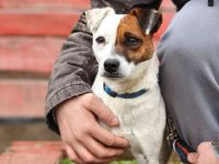 Trixie - Intelligente, aktive Jack-Russell-Mix-Hündin sucht engagiertes Zuhause