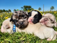 Retro Mops Welpen in Merle Altdeutscher Sportmops freiatmend mit Gesundheitszeugnis