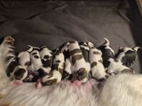 Kooikerhondje Welpen Kooiker